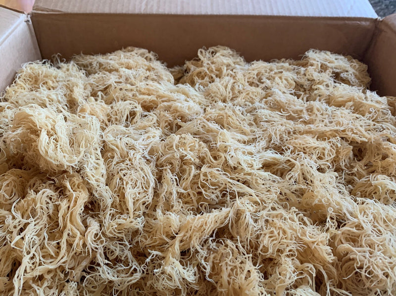 Bulk Sea Moss – Wildcrafted & Sun-Dried Wholesale | Red’s Kitchen Sink
